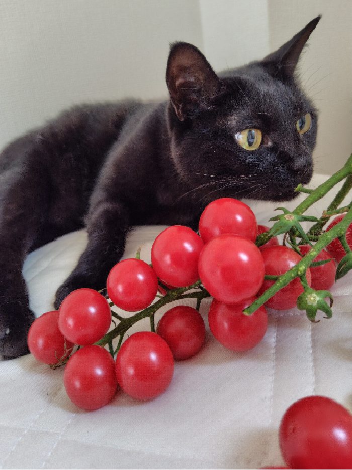 トマト猫
